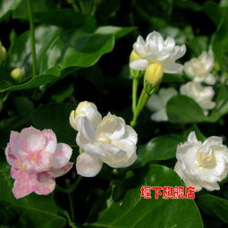 \n三色茉莉盆景 四季绽放自然魅力的年宵首选