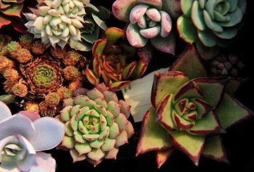 花韵润丰年，盆景绘新景——盐都区第四届农民丰收节即将绚丽启幕