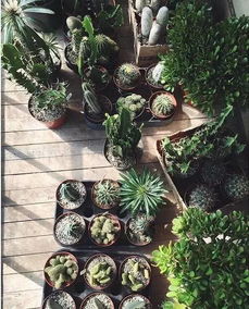连男人也疯狂的花店 鲜花盆景